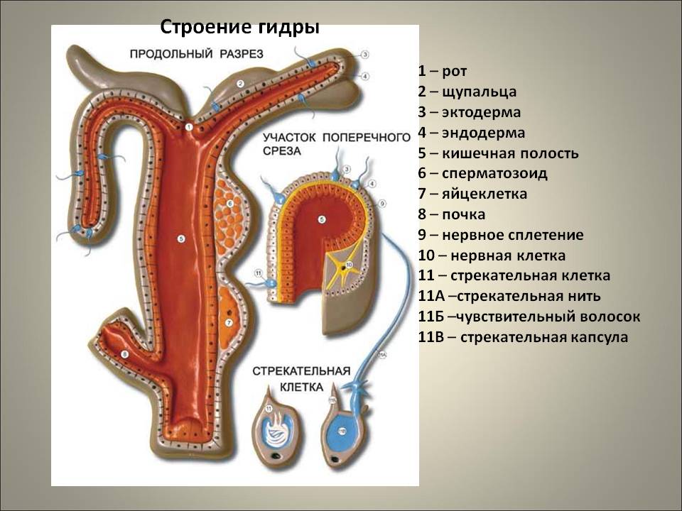 Кракен сайт вход